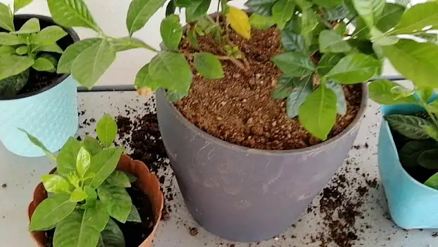 Çiçekçiler gizlemişti. Salon bitkilerinin çok daha canlı kalmasını sağlayan 5 öneri