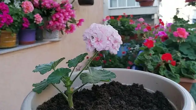 Çiçeklerin dibinde oluşan bit ve böcekleri yok ediyor. Bir tutam dökmek yeterli