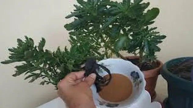 Çiçeklerinizi sinek ve böceklerden kurtaran yöntem! Bu teknikle tüm çiçekler canlanıyor