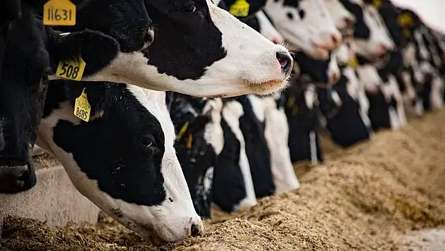 Çiftçilere 945 milyon lira tarımsal destek ödemesi yapılacak