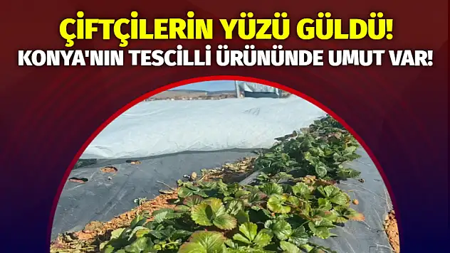 Çiftçilerin Yüzü Güldü! Konya'nın Tescilli Ürününde Umut Var!