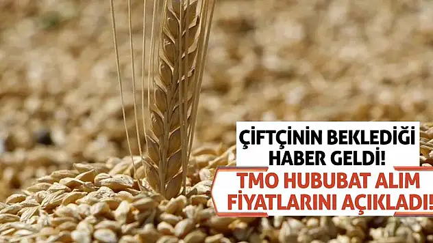 Çiftçinin Beklediği Haber Geldi! TMO Hububat Alım Fiyatlarını Açıkladı!