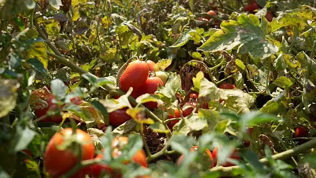 Çiftçinin domatesi, biberi, soğanı artık tarlada kalmayacak