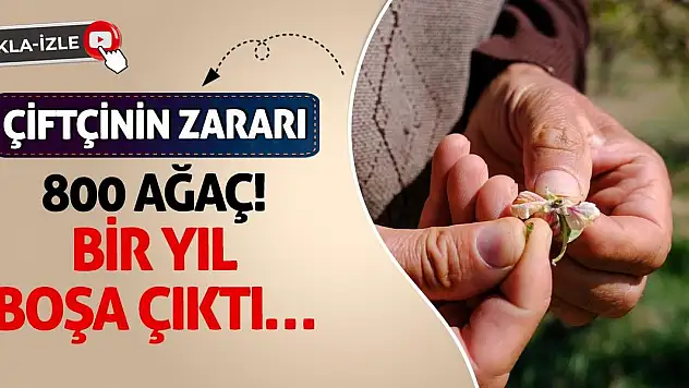 Çiftçinin Zararı 800 Ağaç! Bir Yıl Boşa Çıktı…