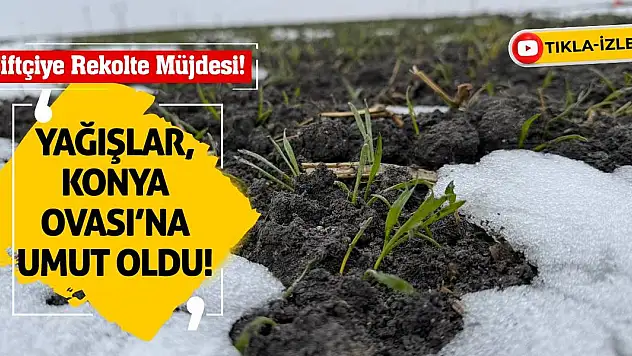 Çiftçiye Rekolte Müjdesi! Yağışlar, Konya Ovası'na Umut Oldu!