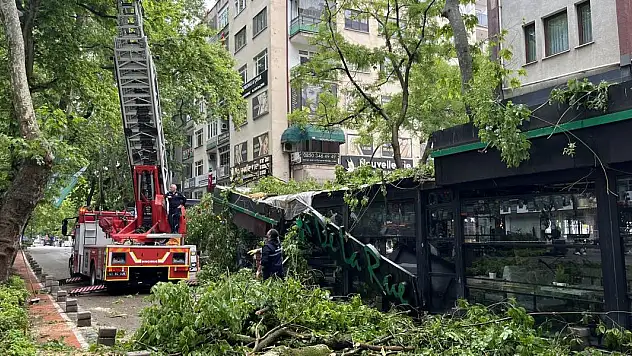Çınar ağacı kafenin üzerine devrildi
