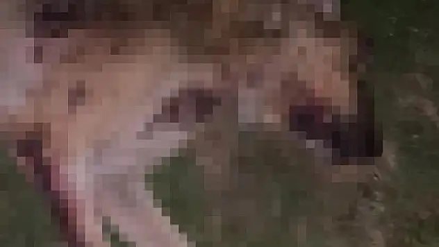 Çok sayıda köpek tabancayla vurularak öldürüldü!