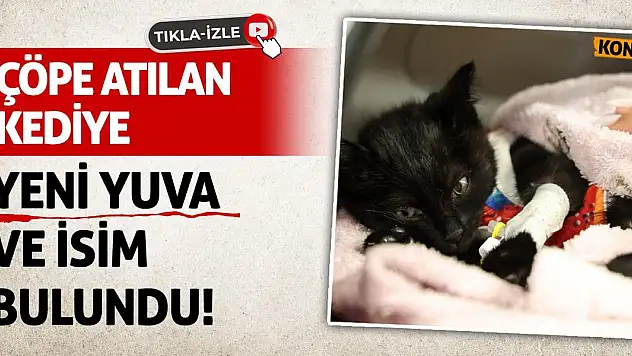 Çöpe Atılan Kediye Yeni Yuva ve İsim Bulundu!