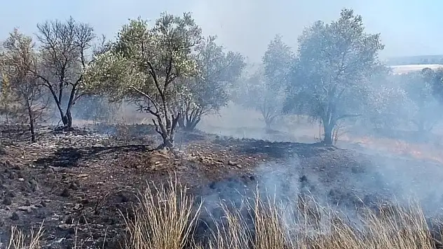 Çöplerden çıkan yangın, zeytin ağaçlarına zarar verdi