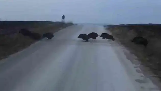 Çorum'da domuz sürüsü kamerada