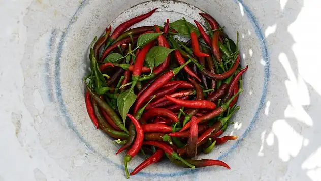 Çukurören biberine kuraklık etkisi: Üretim alanı azaldı