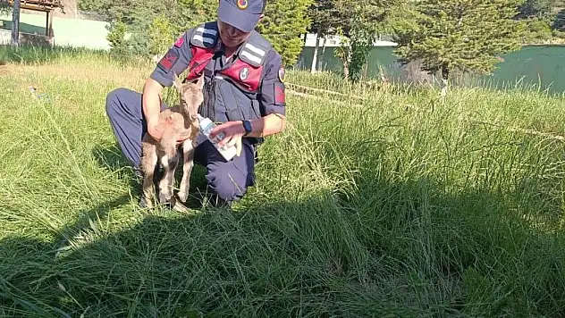 Dağ keçisi yavrusuna jandarma şefkati