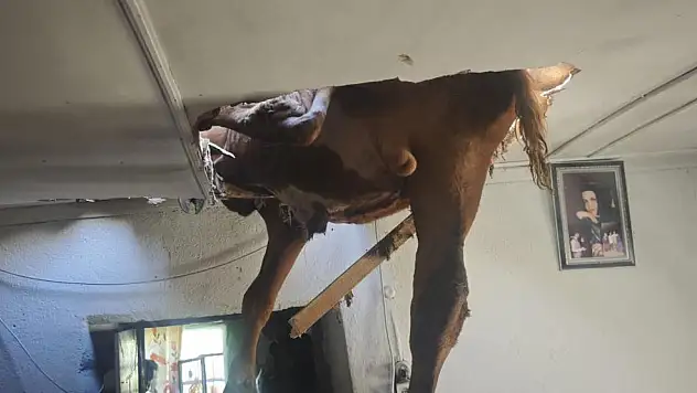 Damızlık boğa ortalığı savaş alanına çevirdi