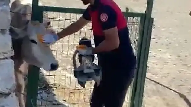 Demir kapıya sıkışan inek kurtarıldı