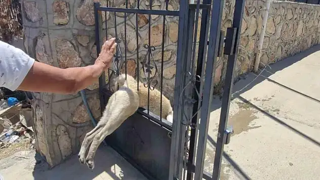Demir kapıya sıkışan köpeği itfaiye ekibi kurtardı
