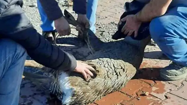 Denize düşen karaca yeniden doğaya salındı