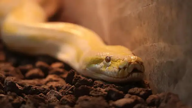 Denizli'de el konuldu, Konya'da yeni evine kavuştu