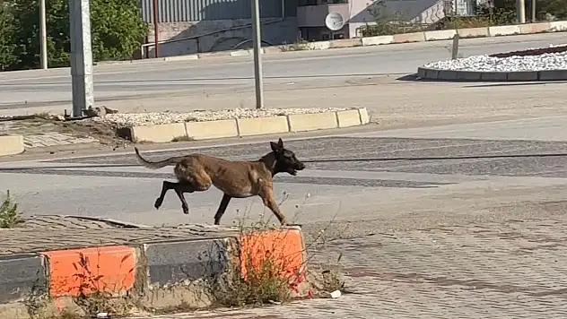 Dinlenme tesisinde başıboş köpek dehşeti! Saldırdığı kadının kolunu kopardı!