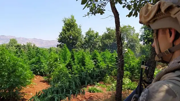 Diyarbakır'da 12 milyon 389 bin kök kenevir ve skunk ele geçirildi