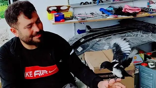 Diyarbakır'da 6 ay beslenen Reşo isimli karga doğaya bırakıldı