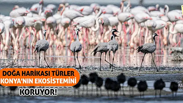 Doğa Harikası Türler Konya'nın Ekosistemini Koruyor!