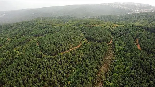 Doğa İçin Tek Yürek! 'Orman Benim' Kampanyası Başlıyor