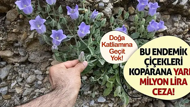 Doğa Katliamına Geçit Yok: Bu Endemik Çiçekleri Koparana Yarım Milyon Lira Ceza!