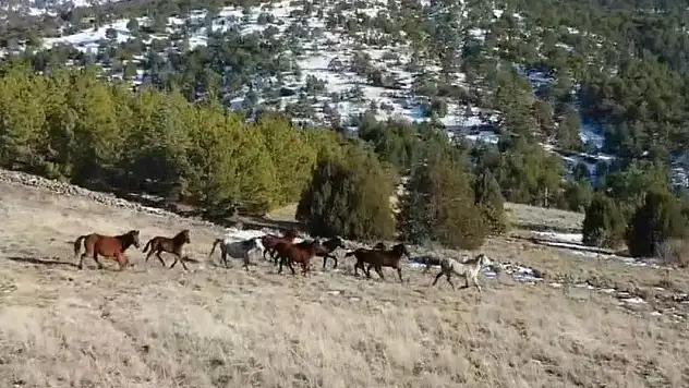 Doğada özgürce yaşayan yılkı atları havadan görüntülendi