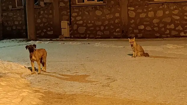 Doğada rakip, çarşıda dost! Konya'da tilki ile köpeğin ilginç arkadaşlığı