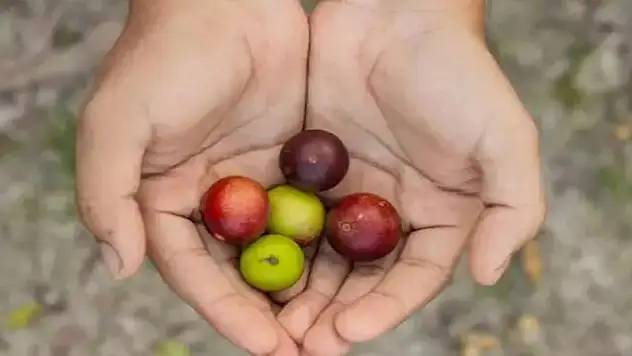 Doğada yetişen bedava vitamin! Meğer limondan 60 kat daha faydalıymış