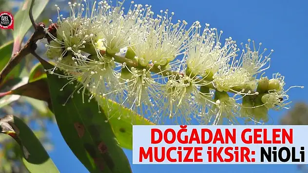Doğadan Gelen Mucize İksir: Nioli