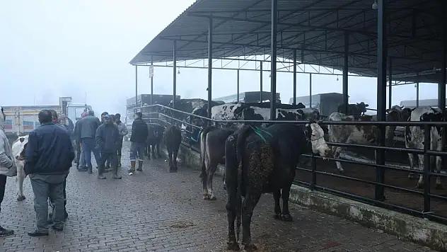 Doğal Yaşam Yükseliyor! Aileler İnek Sahibi Olmaya Başladı