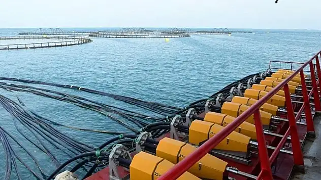 Doğu Karadeniz'den 2 ayda 8,6 milyon dolarlık somon ihracatı