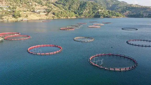 Doğu Karadeniz'den 8 ayda 27 ülkeye su ürünü ihracatı