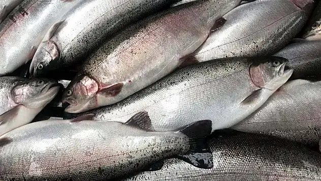Doğu Karadeniz'in Türk somonu ihracatı 164 milyon doları aştı