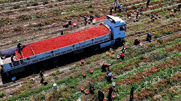 Domatesin tarlada kilogram fiyatı 3 liraya kadar düştü