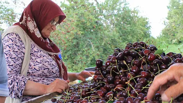 Dondurulmuş kirazda da dünya lideriyiz