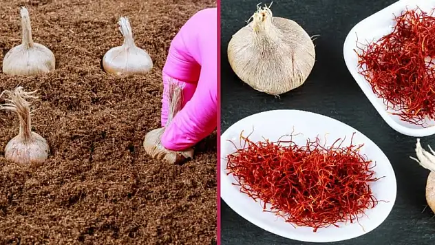 'Dünyanın en pahalı baharatı' toprakla buluşturuldu