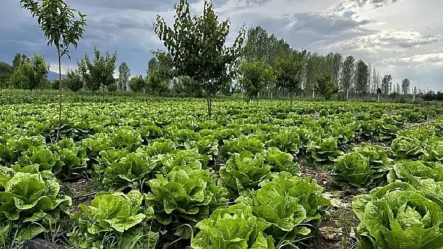 Dünyanın pestisit karnesi