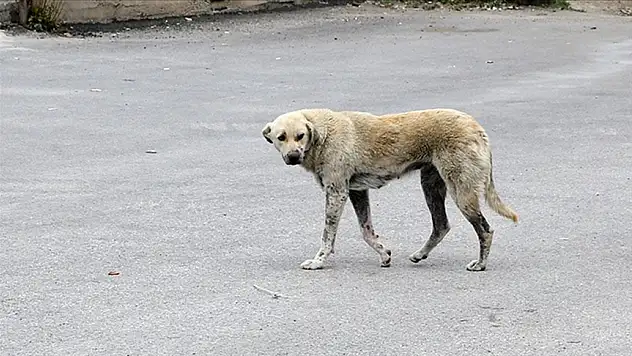 Ekmek almaya giderken sahipsiz köpeklerin saldırdığı çocuk ağır yaralandı!