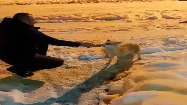 Eksi 18 derece havada yiyecek arayan tilkiyi vatandaş elleriyle besledi