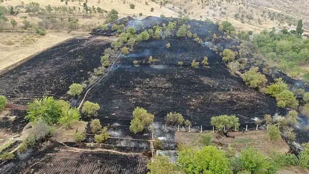 Elazığ'da 200 dönüm alan yangında kül oldu