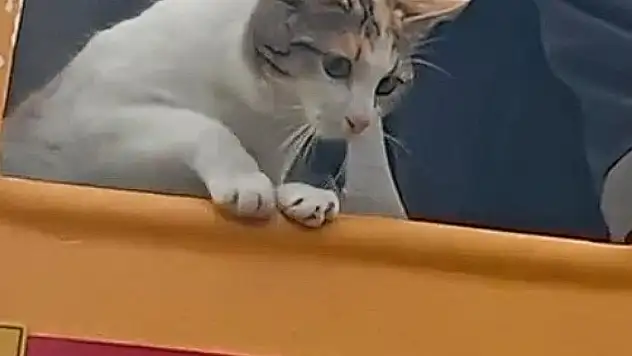 Elektrik direğinde mahsur kalan kedi kurtarıldı