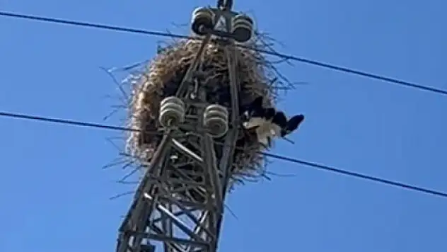 Elektrik direğinde tellere takılarak mahsur kalan leylek kurtarıldı