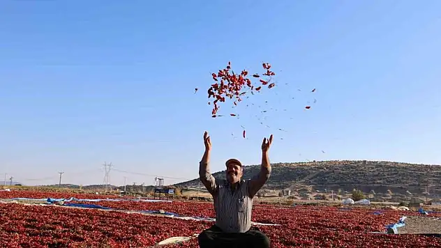 En acı hasat: Maraş biberinde üretim 50 bin ton