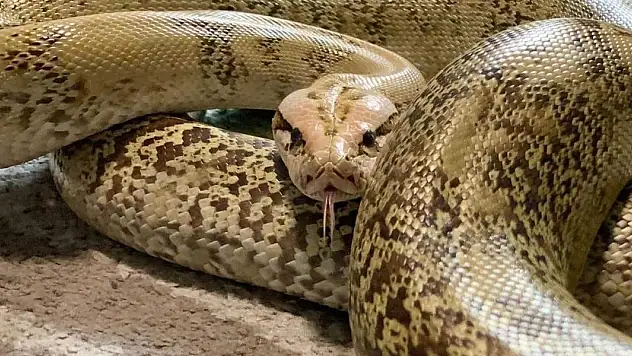 Endonezya'da yaklaşık 5 metrelik piton bir kişiyi yuttu