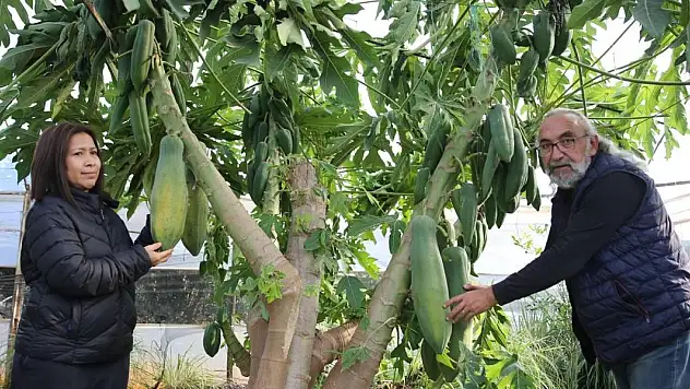 Eşi seviyor diye üretmeye başladı! Yılın 12 ayı meyve topluyor ve 3 ülkeye satıyor