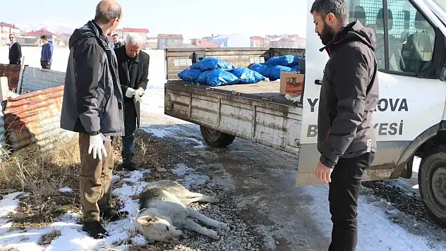 Eslem'in ölümü sonrası bölgedeki sokak köpekleri toplanıyor