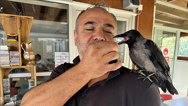 Esnafın kargası 'Siyah' semtin maskotu oldu