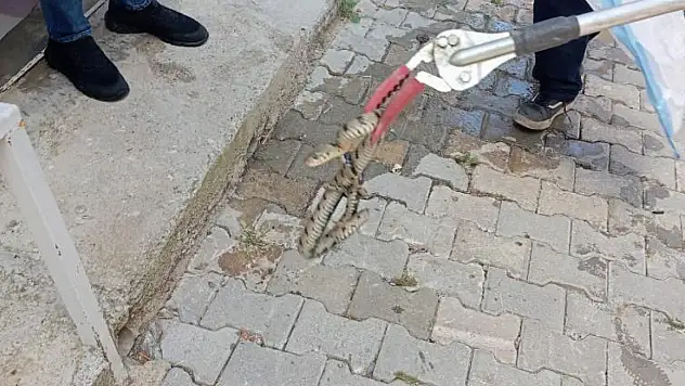 Eve giren yılan korkuttu